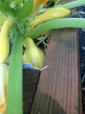 StartOrganic Vegetable Garden Service - Irrigation System Repair in San Jose, CA