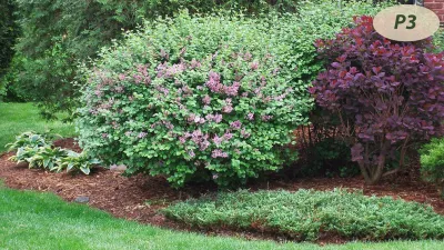 Plantings — Landscape Construction project by Teddy's Lawn & Landscape