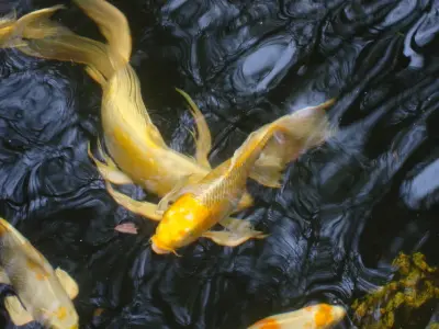 Koi Water Gardens by Tranquil Escapes LLC
