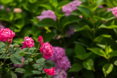 Backyard Paradise Refresh — Landscape Construction project by TERRAFIRMA Landscape in Ann Arbor