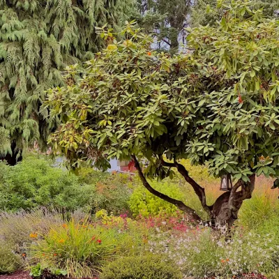The Green Seed - Tree Planting & Transplanting in Portland, OR
