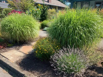 The Green Seed - Tree Planting & Transplanting in Portland, OR