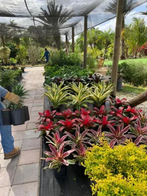 THE LANDSCAPING PEOPLE ' S NURSERY — Landscape Construction project by The Landscaping People, Inc.