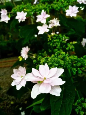The Plant Guys - Garden Remodeling in Charlotte, NC