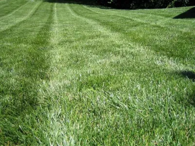 Commercial Landscape Maintenance — Landscape Construction project by Three Trails LLC in Westwood