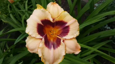 Toadflax Nursery - Garden Remodeling in South Glens Falls, NY