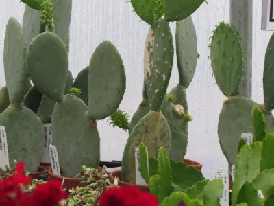 Toadflax Nursery - Garden Remodeling in South Glens Falls, NY