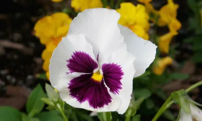 Tommy Pollina Landscape Company Inc. - Tree & Shrub Care in Mt. Prospect, IL