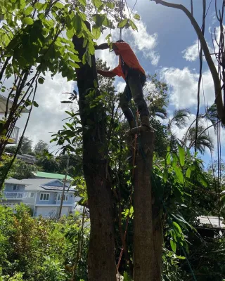 Treescape Hawaii - Land Cleaning in Ewa Beach, HI