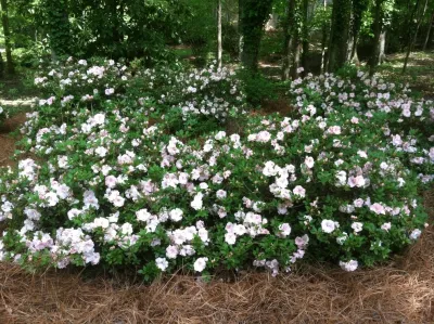 Flowers — Landscape Construction project by Trey's Lawn Service, LLC