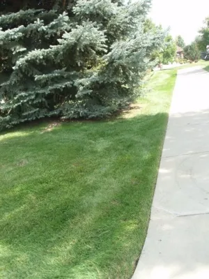 Trust Green Guys - Drip Irrigation System Installation in Longmont, CO