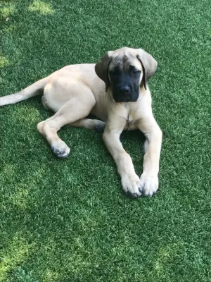 Artificial Grass for Dogs — Landscape Construction project by Turf Exchange in Simi Valley