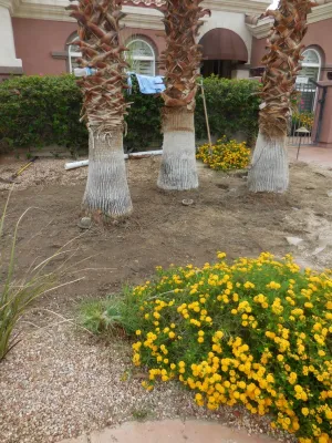 Turf Pros Direct - Drought-Resistant Lawn Installation in Palm Desert, CA