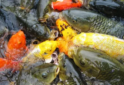 Universal Aquatics - Garden Remodeling in Snellville, GA