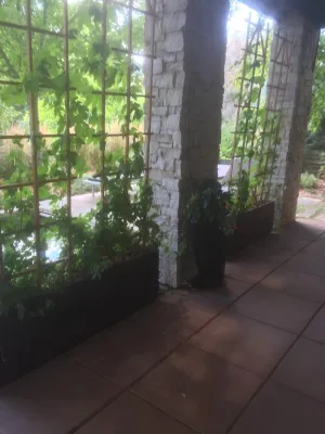 Urban Oasis - Tree Planting & Transplanting in Lyons, CO