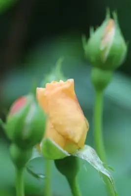 Rosebrook Gardens 2017 Horticultural Event by MAR JENNINGS/S&J Multimedia LLC