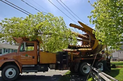 Mature Tree Moving — Landscape Construction project by Village Green Landscape Contractors, Inc
