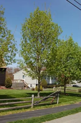 Landscapes — Landscape Construction project by Village Green Landscape Contractors, Inc