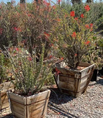 Vintage Nursery - Vintage Outdoors - Tree & Shrub Care in Bermuda Dunes, CA