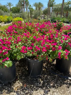 Vintage Nursery - Vintage Outdoors - Tree & Shrub Care in Bermuda Dunes, CA
