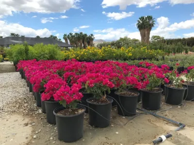 Vintage Nursery - Vintage Outdoors - Tree & Shrub Care in Bermuda Dunes, CA