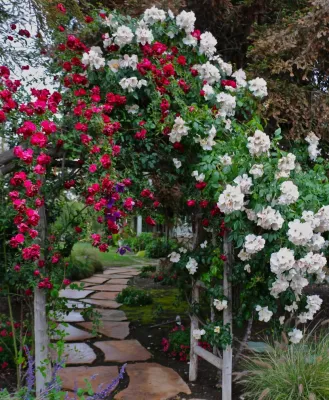 Vision Scapes & Associates - Drip Irrigation System Installation in Livermore, CA
