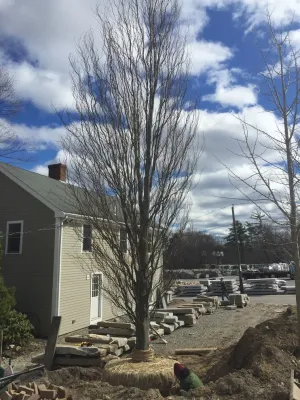 Vista Horticultural Services, LLC - Irrigation System Repair in Westborough, MA