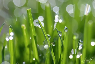 Water Conservation — Landscape Construction project by Waibel & Associates Landscape Architecture