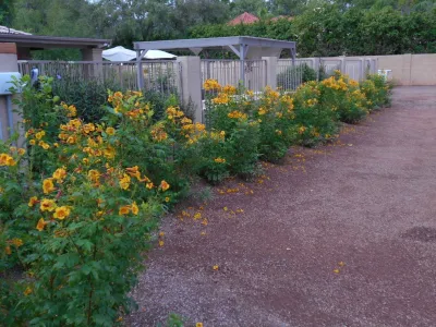 Waibel & Associates Landscape Architecture - Landscape Construction in Tempe, AZ