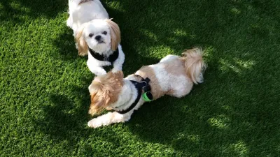 Waterless Turf - Drought-Resistant Lawn Installation in San Francisco, CA