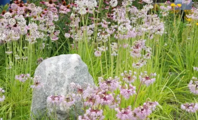 Native Plantings — Landscape Construction project by Weesies Bros. Garden Centers & Landscaping