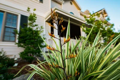 Wild Bloom - Drought-Resistant Lawn Installation in Los Osos, CA