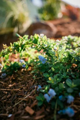 Wild Bloom - Drought-Resistant Lawn Installation in Los Osos, CA