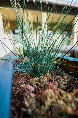 Wild Bloom - Drought-Resistant Lawn Installation in Los Osos, CA