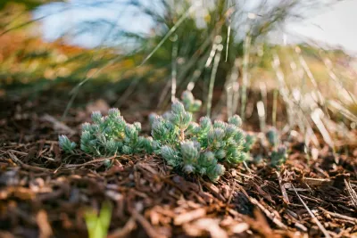 Wild Bloom - Drought-Resistant Lawn Installation in Los Osos, CA