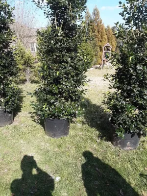 Nellie Stevens Holly Plantings - Privacy and Serenity by Wilson's Natural Landscaping, LLC