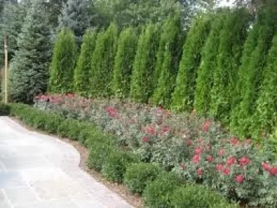 Wilson's Natural Landscaping, LLC - Tree & Shrub Care in Locust, NC