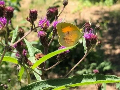Native and Pollinators — Landscape Construction project by Wilson's Natural Landscaping, LLC