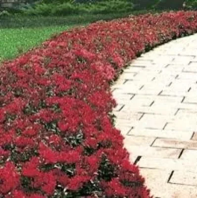 Native Flowers, Stone pathways Natural bedding areas — Landscape Construction project by Wilson's Natural Landscaping, LLC