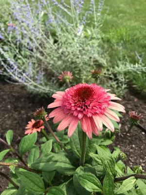 Moongate perennial garden — Landscape Construction project by Winland's Complete Landscaping Service
