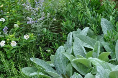 Xylem Organic Gardening - Tree & Shrub Care in Austin, TX