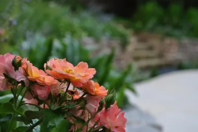 Xylem Organic Gardening - Tree & Shrub Care in Austin, TX