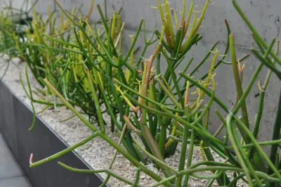 Xylem Organic Gardening - Tree & Shrub Care in Austin, TX