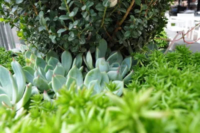 Xylem Organic Gardening - Tree & Shrub Care in Austin, TX