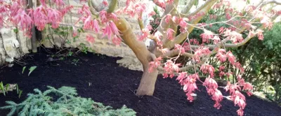 Yard Helpers - Tree & Shrub Care in Columbus, OH