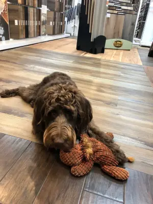 Canines — Flooring Installation Services project by Kemp's Dalton West Flooring