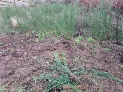 Pablo Landscaping LLC - Tree & Shrub Care in Shelton, WA