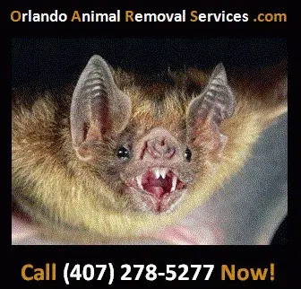Orlando Animal Removal Services - Junk Removal & Hauling in Orlando, FL