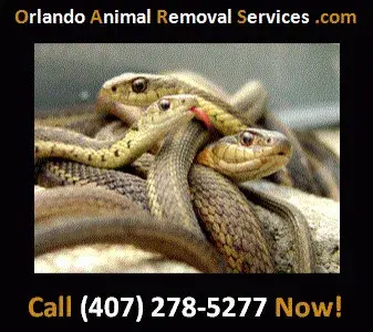 Orlando Animal Removal Services - Junk Removal & Hauling in Orlando, FL