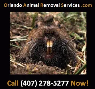 Orlando Animal Removal Services - Junk Removal & Hauling in Orlando, FL